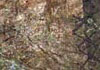 Image 10-9